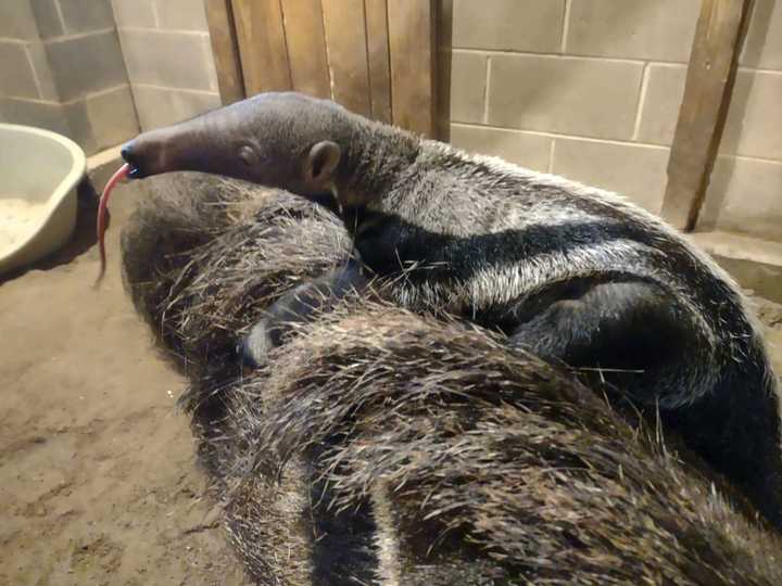 The baby giant anteater with its mother.