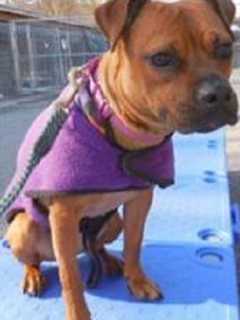 Putnam Humane Society Introduces 'Bambi'