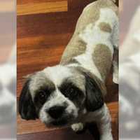 Dog Stolen From Front Yard On Long Island, Police Offer Cash Reward