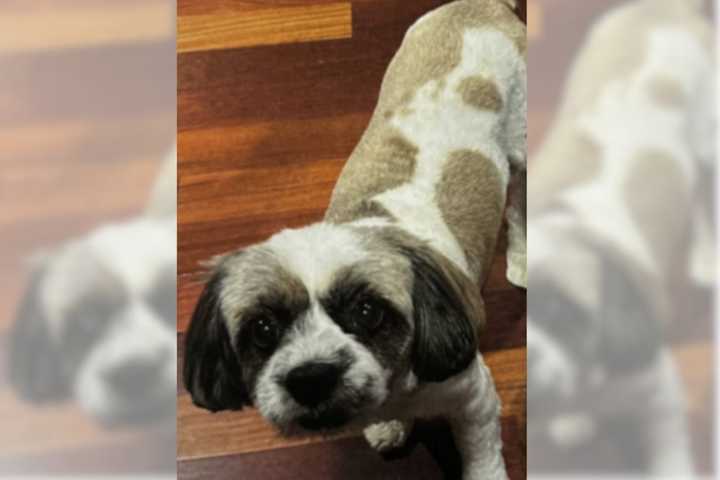 Dog Stolen From Front Yard In Huntington Station, Police Offer Cash Reward