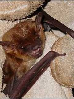 Ossining's Teatown Lake Programs Go To Bat For Bats