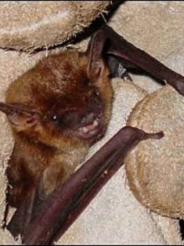 Ossining's Teatown Lake Programs Go To Bat For Bats