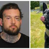 K9 Chases Down Driver Who Fled Scene Of CT Crash, Police Say