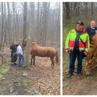 Rockaway Police, Firefighters Hoof It To Help Fallen Horse