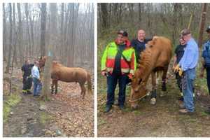 Rockaway Police, Firefighters Hoof It To Help Fallen Horse