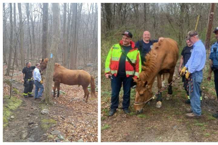 Rockaway Police, Firefighters Hoof It To Help Fallen Horse