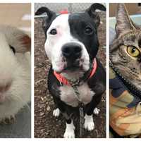 <p>Coco, Dutchess and Carla need homes. You can meet them at the Bergen County Animal Shelter in Teterboro.</p>