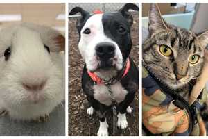 5 Pets In Need At The Bergen County Animal Shelter