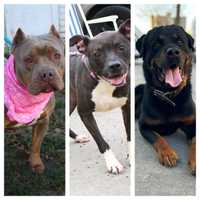 Furry Four Legged Friends Available For Adoption From AHS-Newark