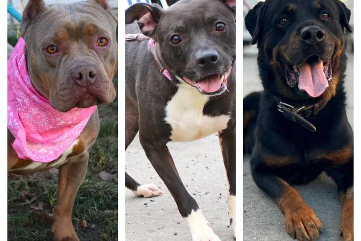 Furry Four Legged Friends Available For Adoption From AHS-Newark