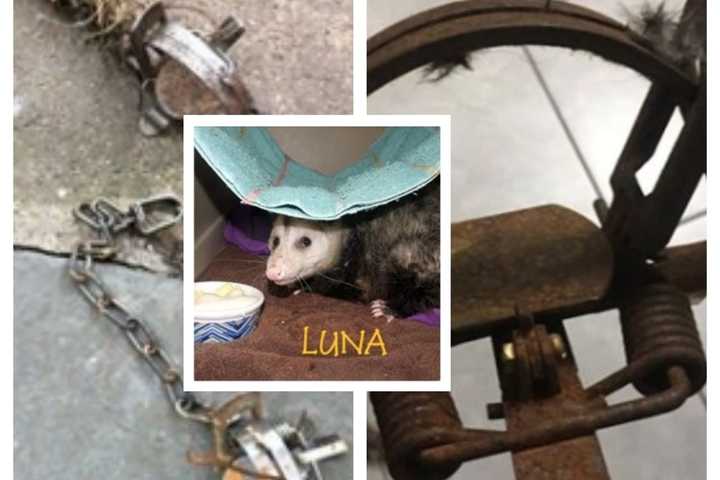 TORTURE TRAP: Opossum Mutilated In Illegal Paterson Trap Recovers In Warren County, Man Charged