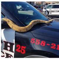 'Do Not Dump Your Pets,' Elizabeth Police Tell Residents After Rescuing Massive Snake