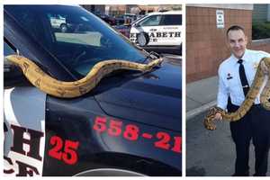 'Do Not Dump Your Pets,' Elizabeth Police Tell Residents After Rescuing Massive Snake