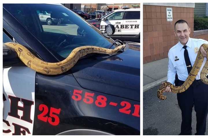 'Do Not Dump Your Pets,' Elizabeth Police Tell Residents After Rescuing Massive Snake