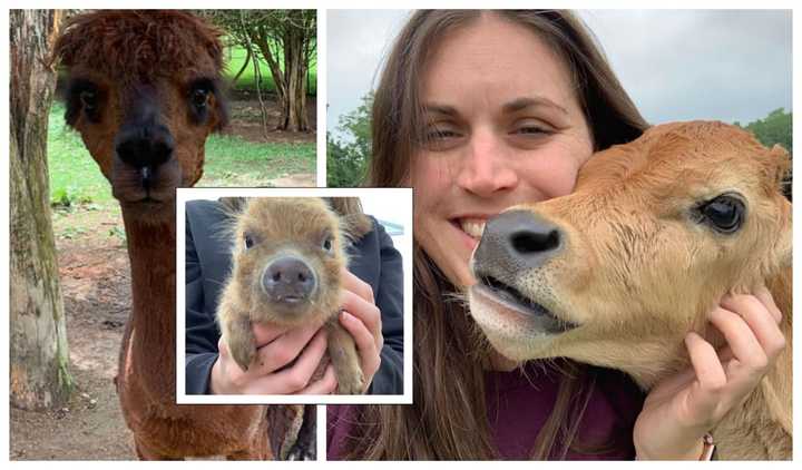 Some of the animals and a loving visitor at Sugar Sweet Farms in Sussex County.