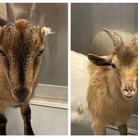 Missing Goats Found On Route 59 In Rockland