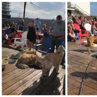 <p>Good boys and girls enjoying Yappy Hour at Wonder Bar.</p>