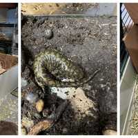 Long Island Man Busted With More Than 100 Animals Inside Home