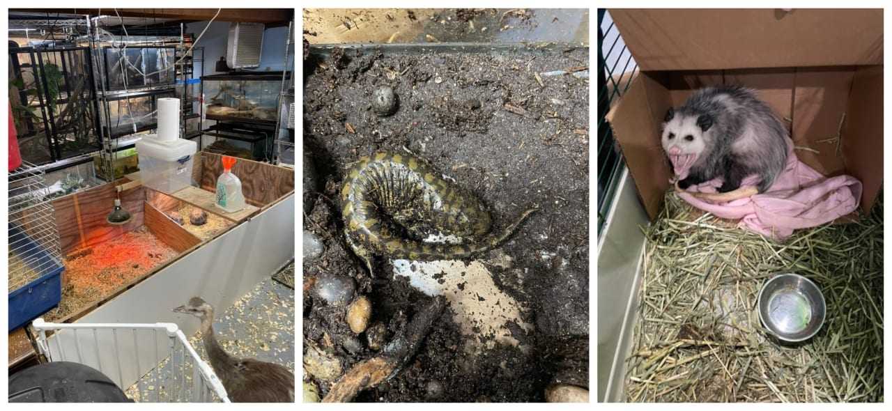 Long Island Man Busted With More Than 100 Animals Inside Home | Suffolk ...