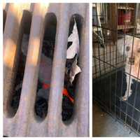 Dog Rescued After Falling Down Catch Basin In Hudson Valley