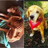 Bergen County Fosters Needed For Ringwood Dog Rescue Saving Seniors