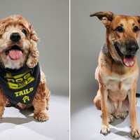 Oakland Shelter Dogs To Appear On Animal Planet's ‘Dog Bowl’