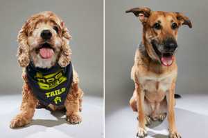 Oakland Shelter Dogs To Appear On Animal Planet's ‘Dog Bowl’