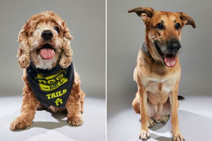 Oakland Shelter Dogs To Appear On Animal Planet's ‘Dog Bowl’