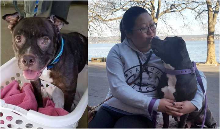 Phoebe, formerly Dottie, with Orangeburg&#x27;s Vivian Wong, 35, who met the pit-mix at work as a vet tech.