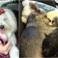 Bruised, Abused: Lyndhurst Pet Valu Groomer Traumatized 3 Dogs, Owner Says
