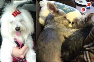 Bruised, Abused: Lyndhurst Pet Valu Groomer Traumatized 3 Dogs, Owner Says
