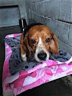 Two Beagles Found In Brewster Now At Carmel Shelter