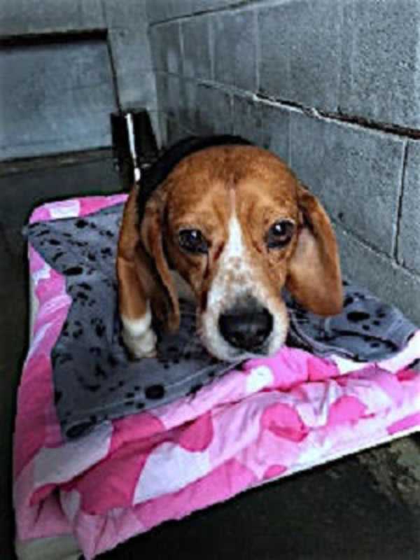 Two Beagles Found In Brewster Now At Carmel Shelter
