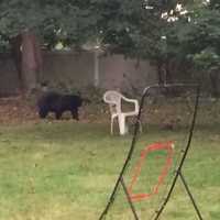 <p>A picture of a bear in Miriam Katz&#x27;s backyard.</p>