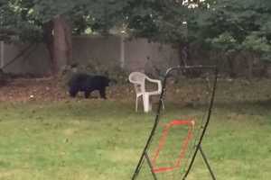Look Who's Back: Bear Sightings Reported In Clarkstown