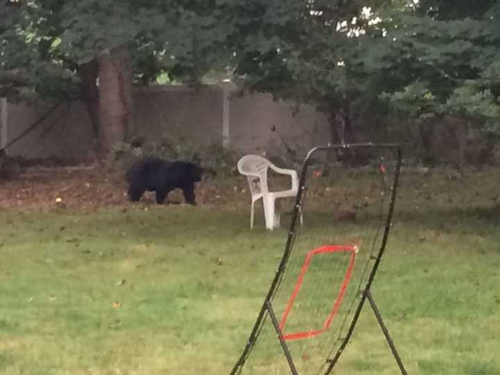 A picture of a bear in a New Hempstead backyard in late September, 2016 in a photo submitted to Daily Voice.