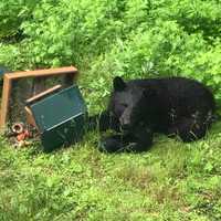 <p>Black bears are back out and looking for food.&nbsp;</p>