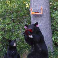 <p>It's time to take down the bird feeders to prevent bears from feeding in your yard and endangering anyone present.&nbsp;</p>