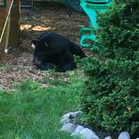 Black Bear Visiting Homes, Touching Residents In Fairfield County Town