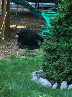 Black Bear Visiting Homes, Touching Residents In Fairfield County Town