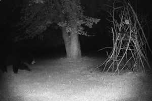 Black Bear Sighting In Area: This One Is A Real Night Owl