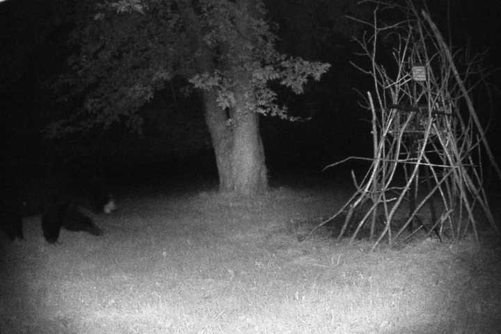 Black Bear Sighting In Stormville: This One Is A Real Night Owl