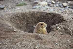 '100 Percent Correct': CT's Own Beardsley Bart Makes Groundhog Day Prediction