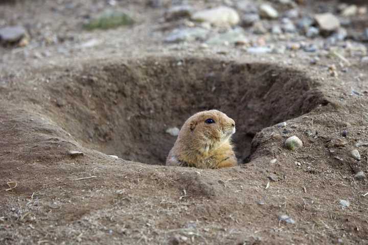 '100 Percent Correct': Fairfield County's Own Beardsley Bart Makes Groundhog Day Prediction