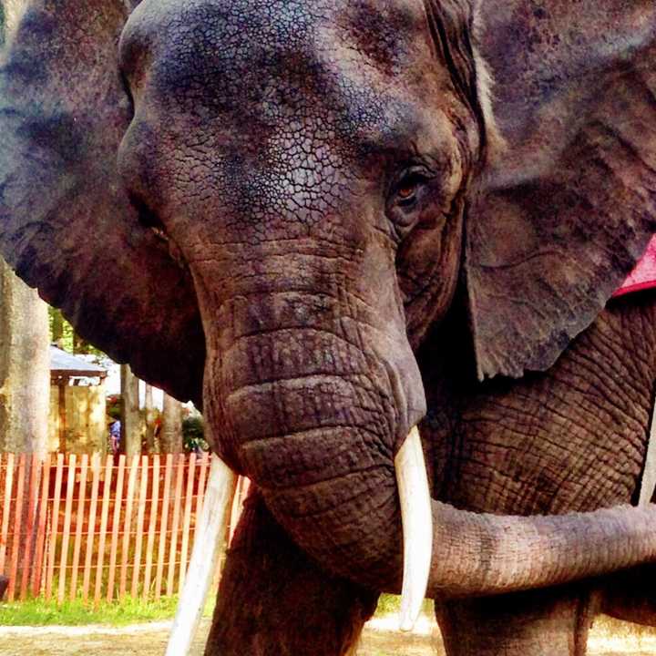 Nosey the Elephant.