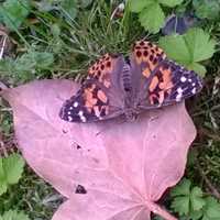 <p>PreK4 students of Visitation Academy in Paramus watched caterpillars transform into butterflies.</p>