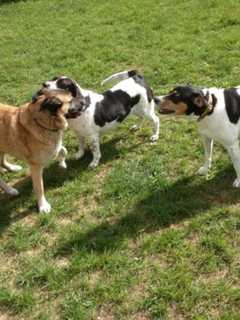 Pet Owners Upset Over Impending Closure Of LaGrange Dog Park