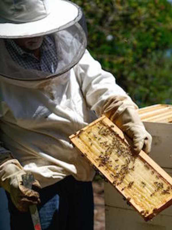 Connecticut Tree Festival In Norwalk Explores Plight Of The Bumble Bee