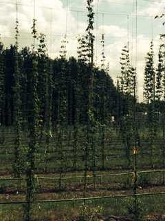 Brewery Business Booms In New York
