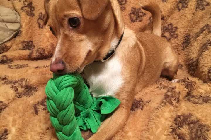 Make Dog Toys At Rutherford Library 'Acts Of Kindness' Event